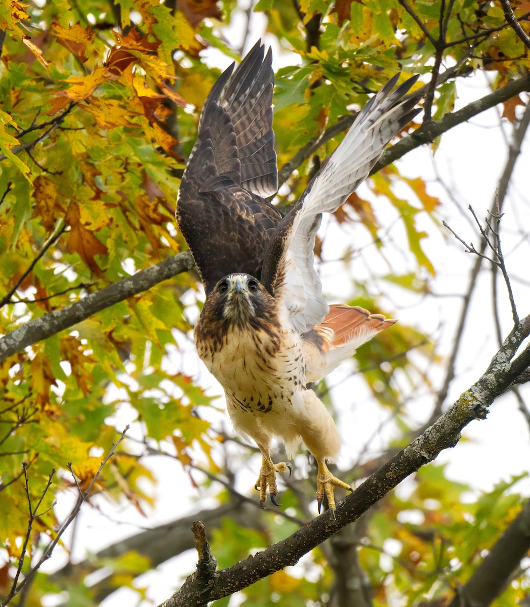 Red-tailed Hawk - ML644089795