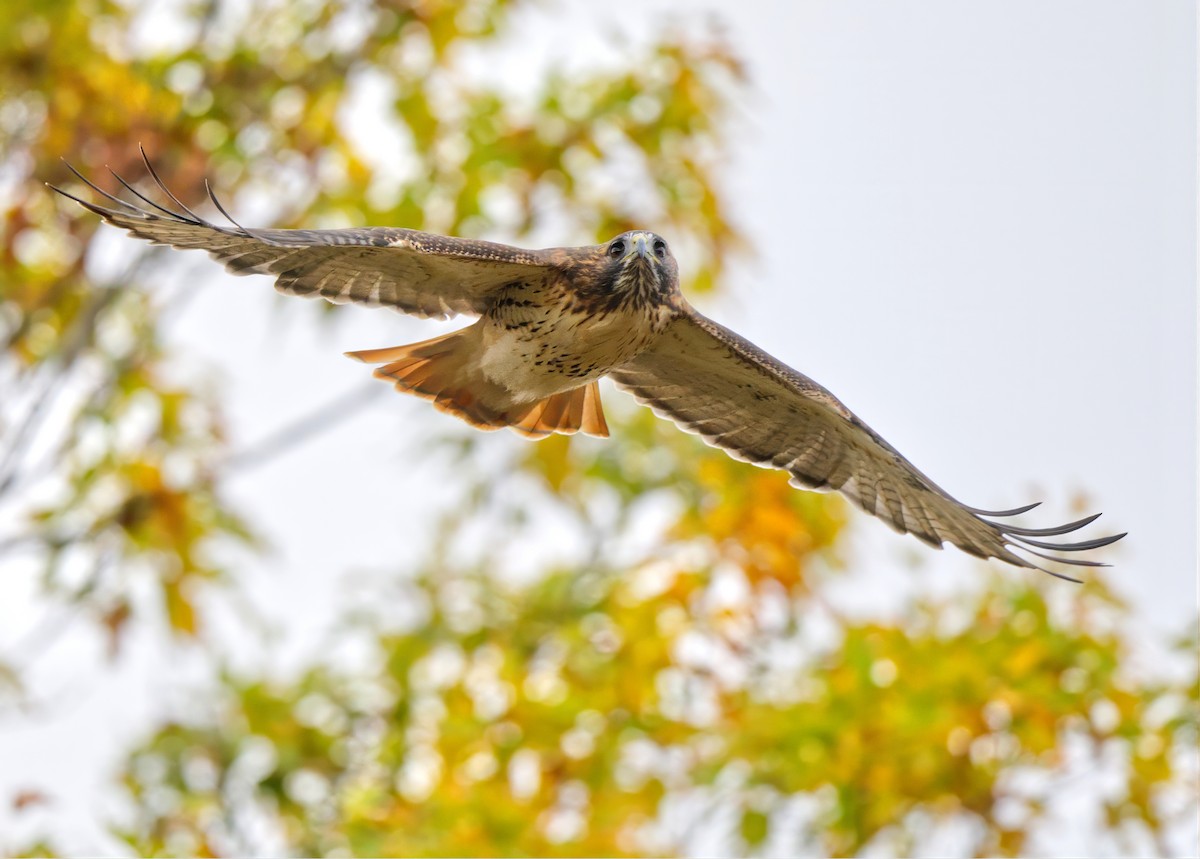 Red-tailed Hawk - ML644089796