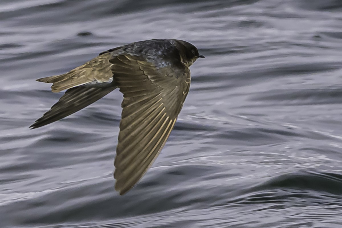 Andean Swallow - ML644089813