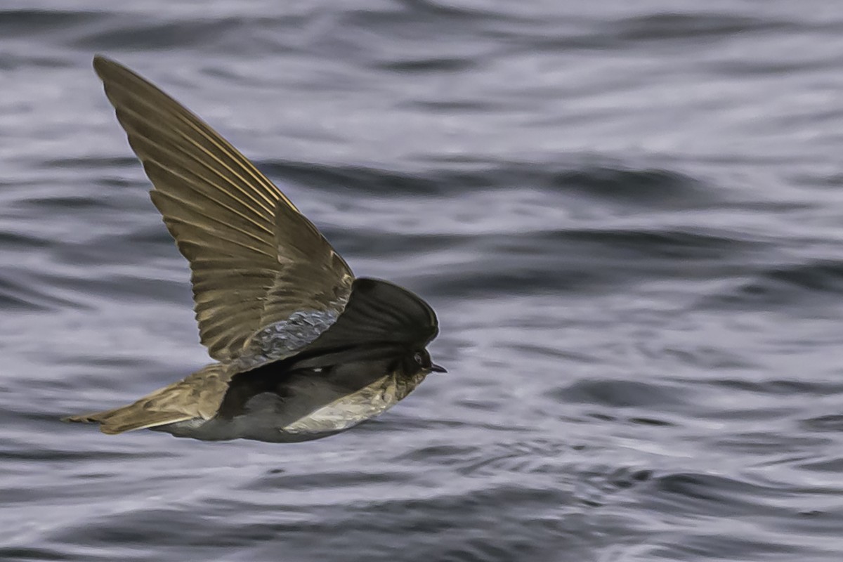 Andean Swallow - ML644089814