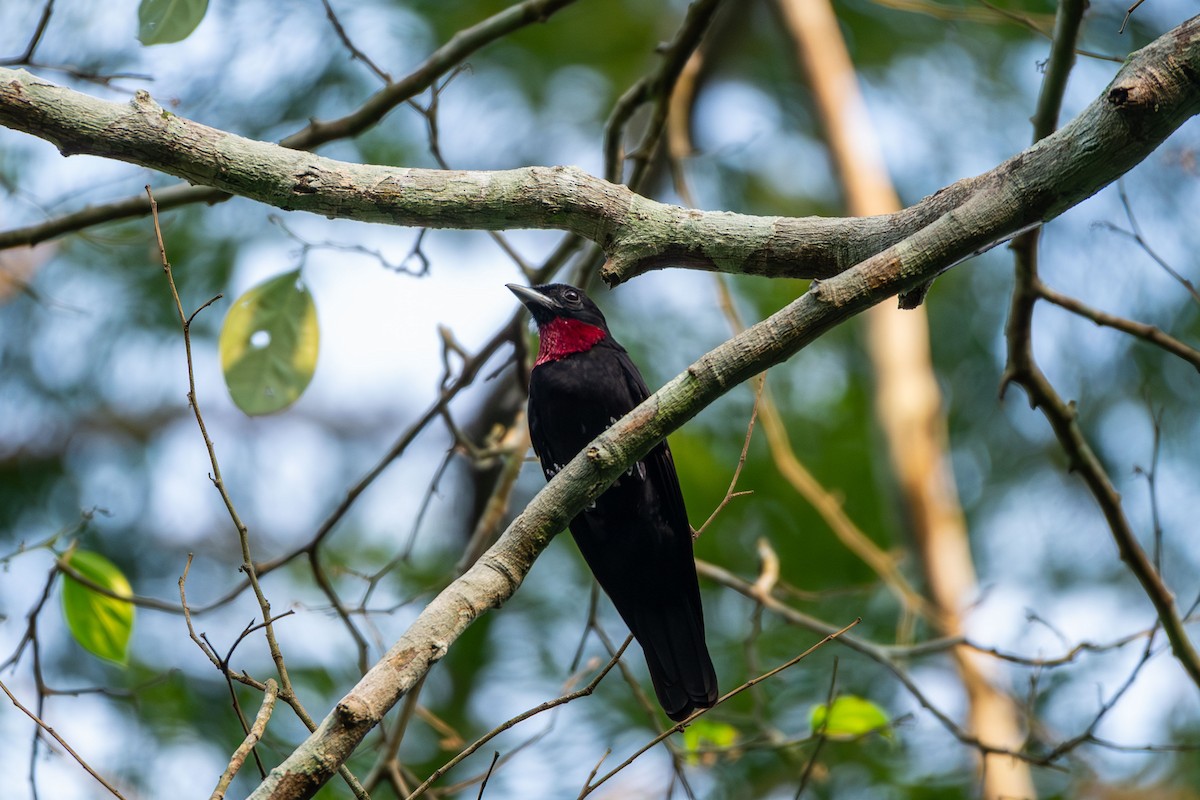 Purple-throated Fruitcrow - ML644089816