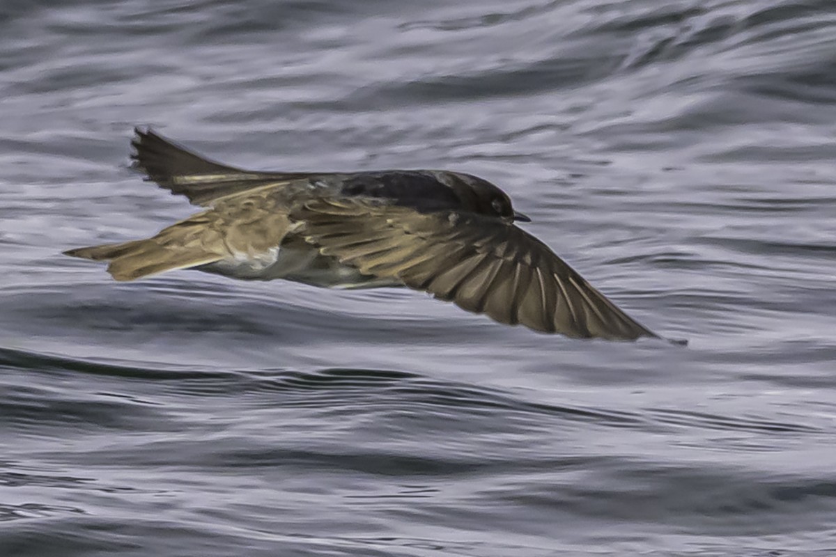 Andean Swallow - ML644089817