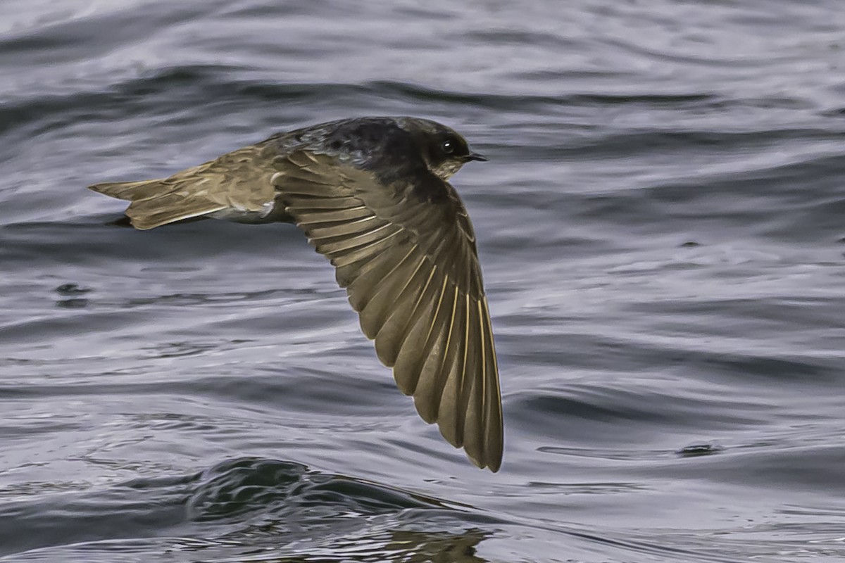 Andean Swallow - ML644089822