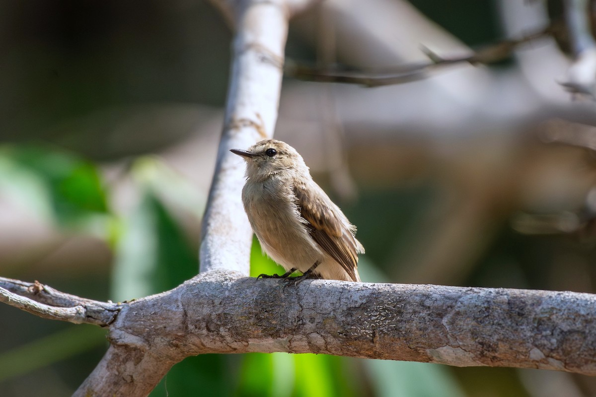 Mosquerito Guardarríos - ML644089825