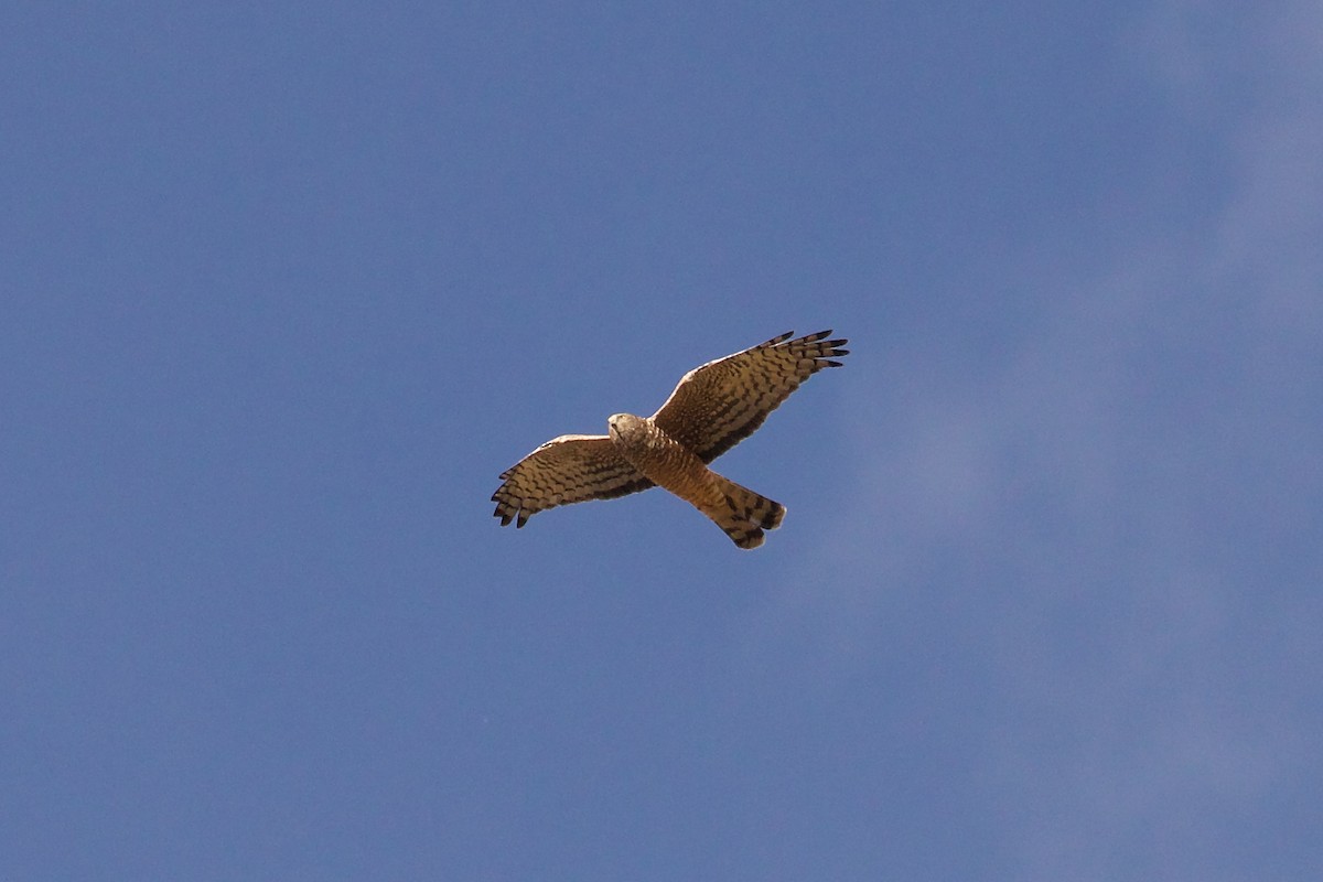 Cinereous Harrier - ML644089826