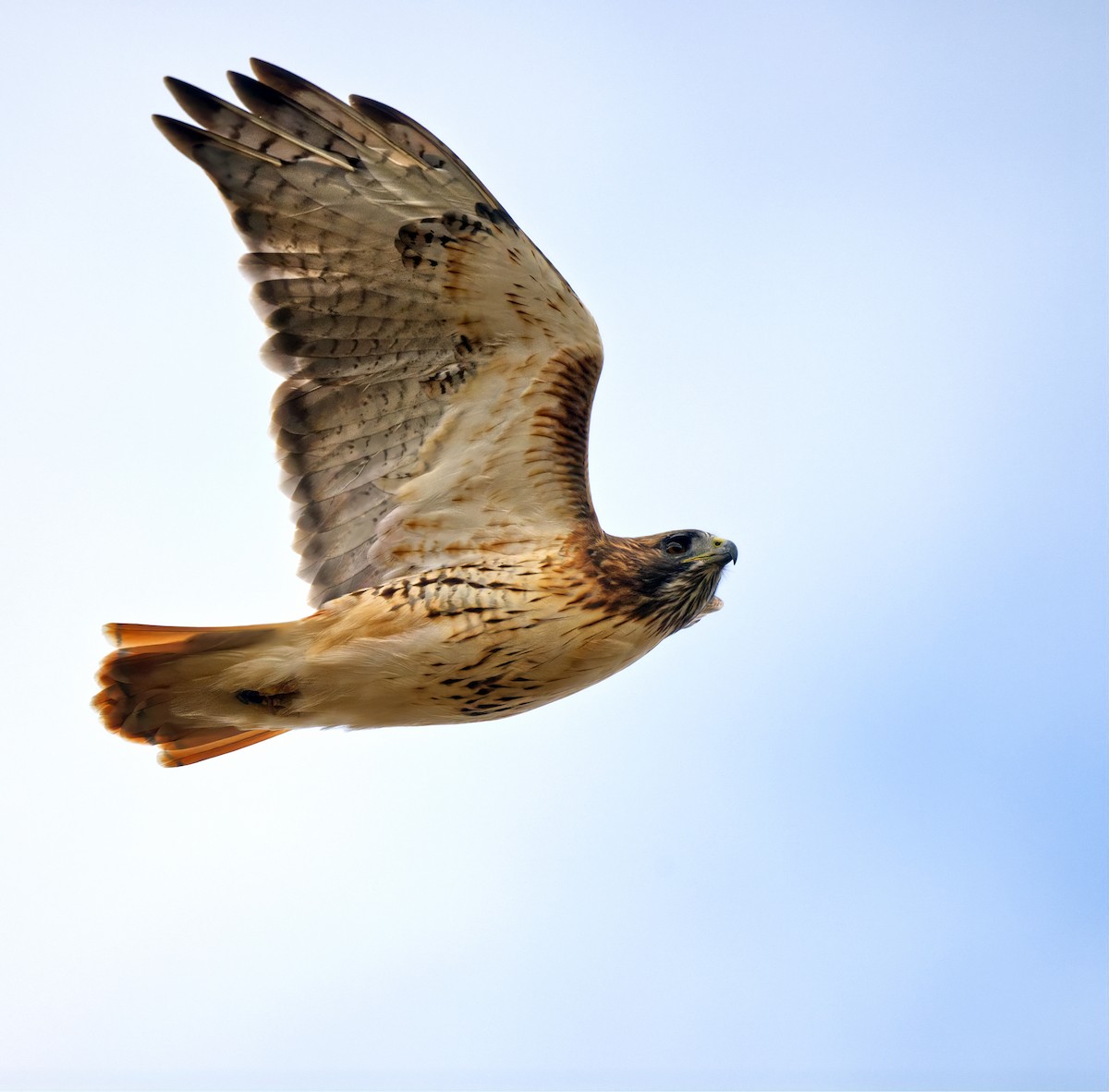 Red-tailed Hawk - ML644089834