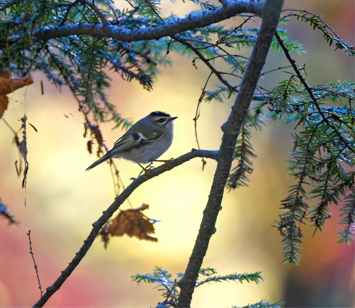 Golden-crowned Kinglet - ML644089839