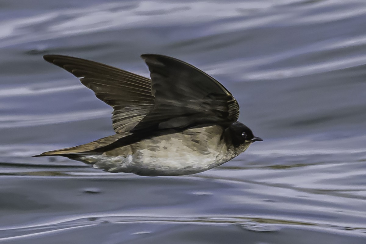 Andean Swallow - ML644089844