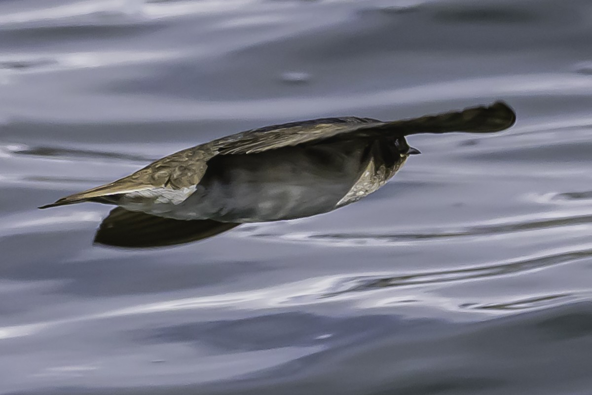 Andean Swallow - ML644089845