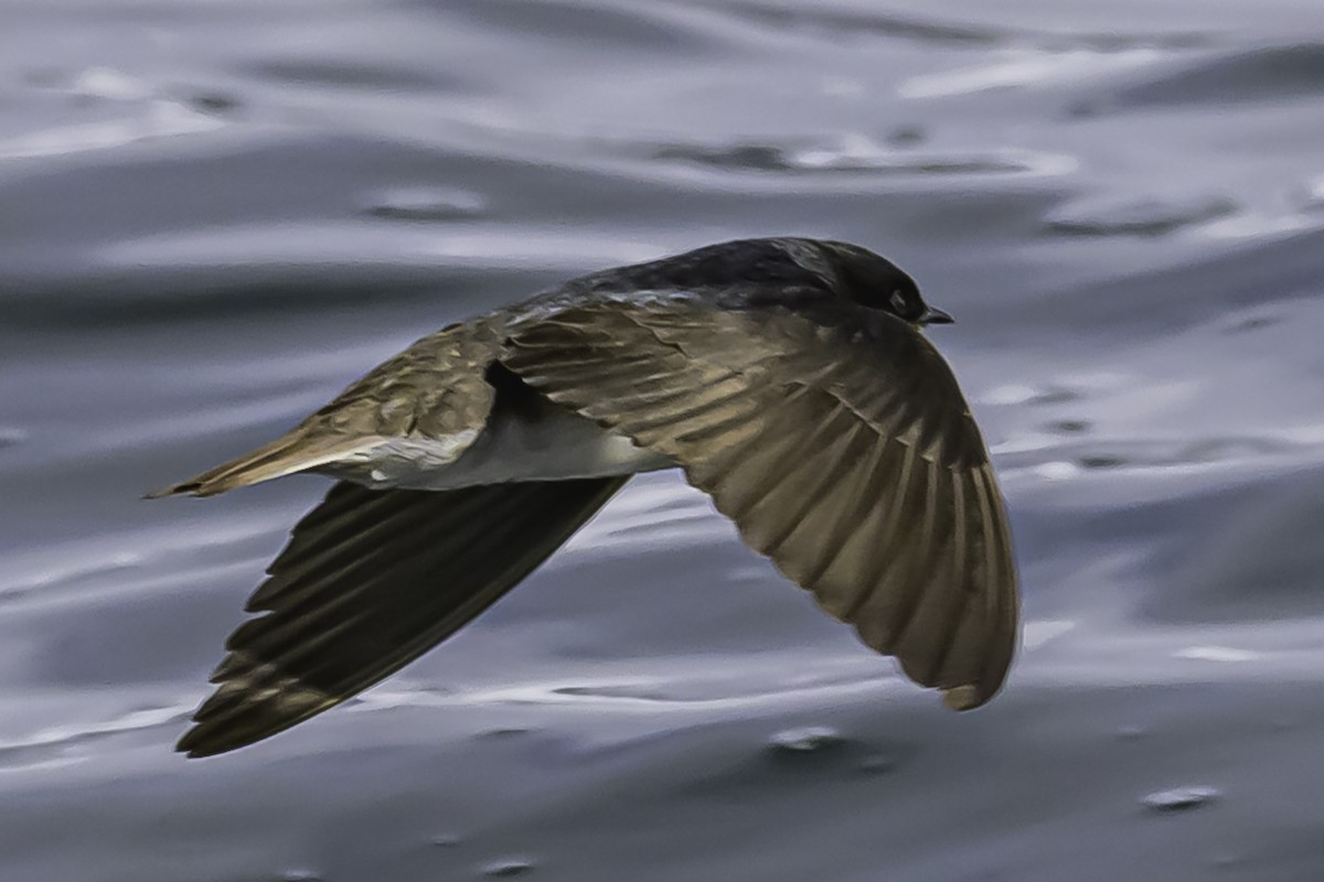 Andean Swallow - ML644089846