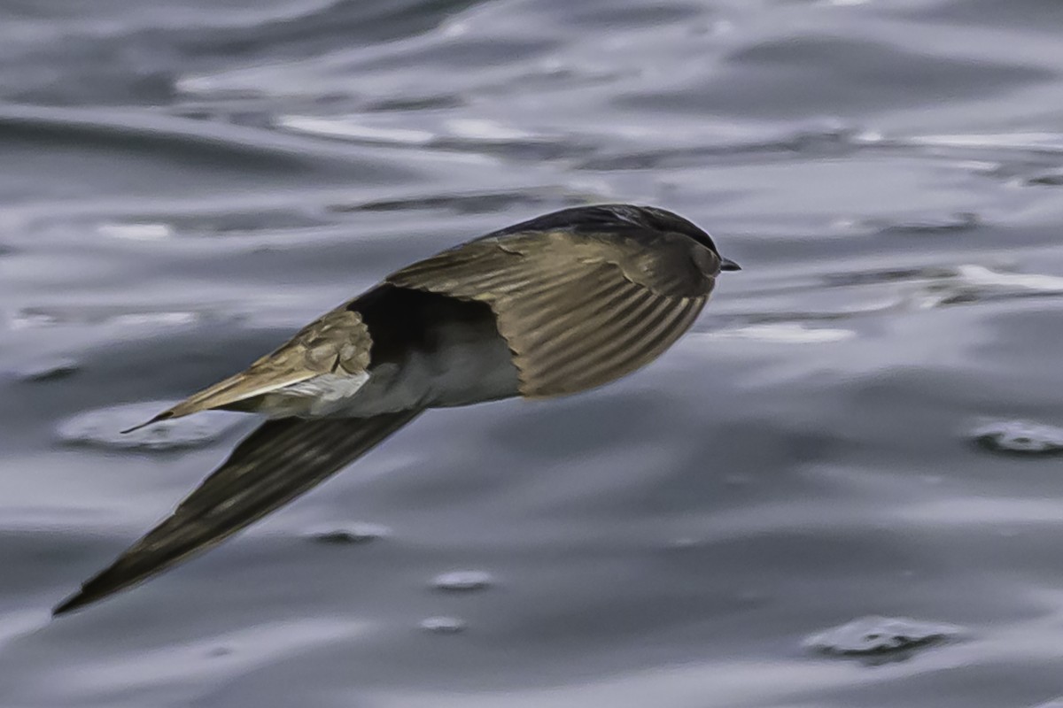 Andean Swallow - ML644089847