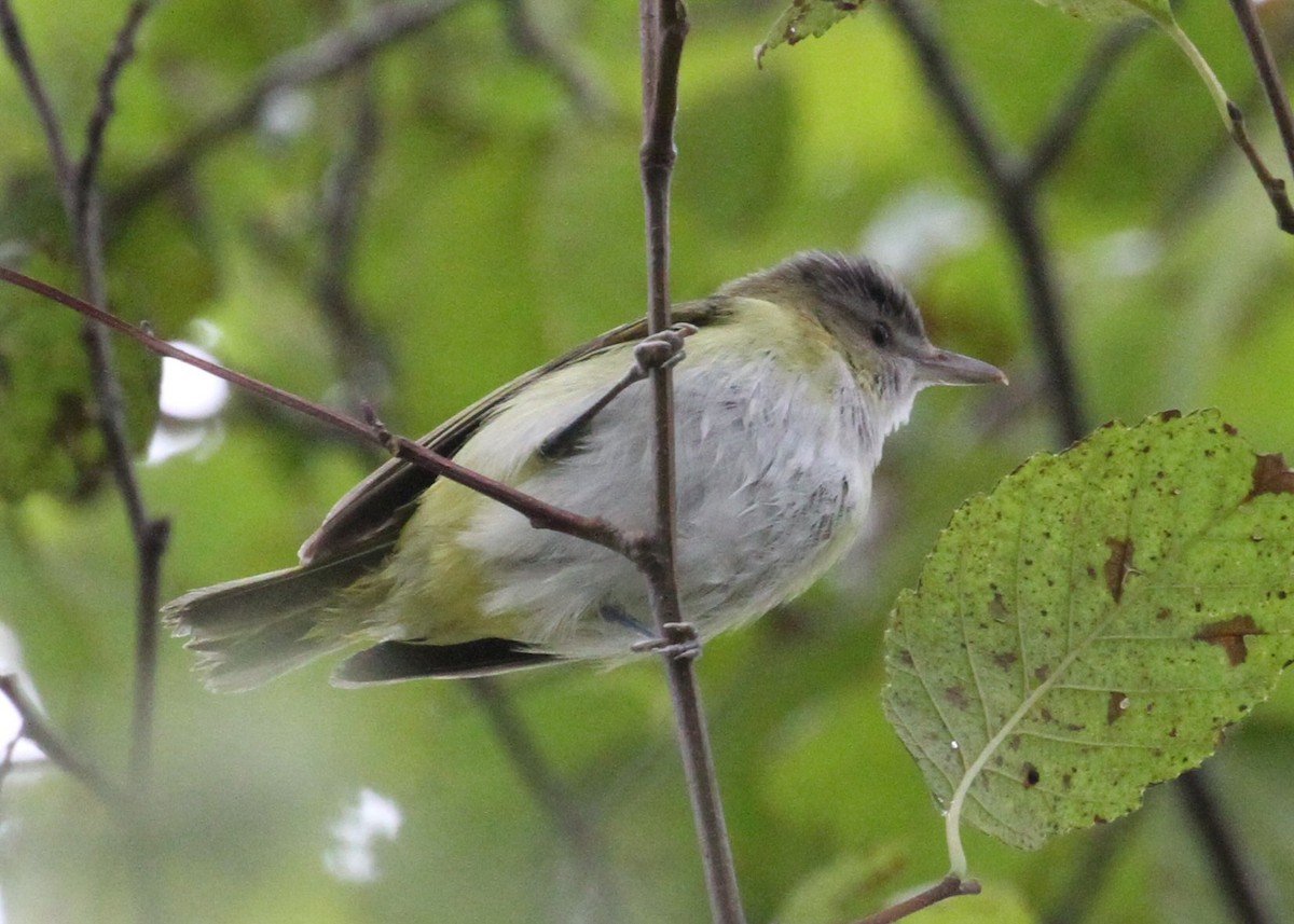 Yellow-green Vireo - ML644089858