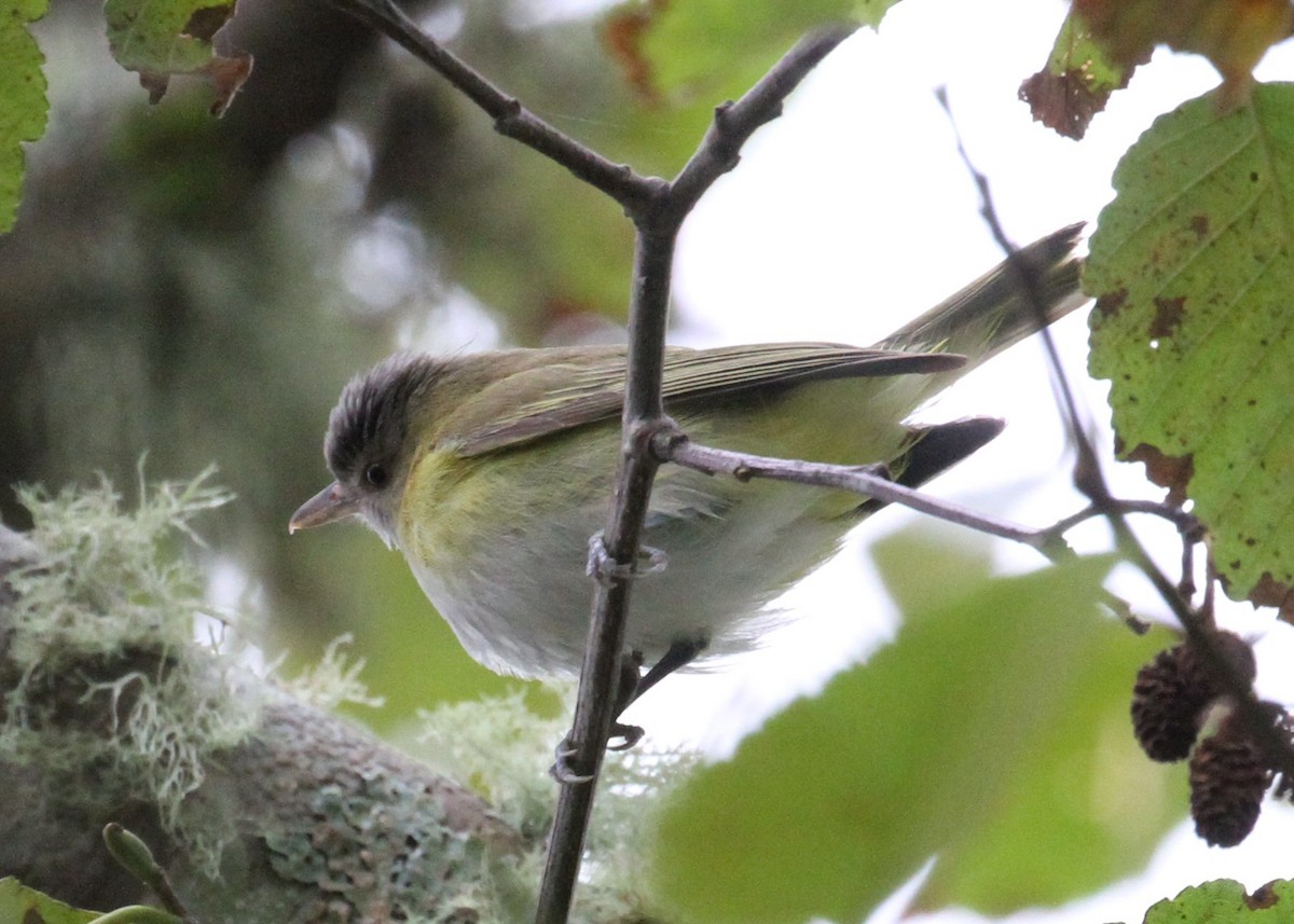 Yellow-green Vireo - ML644089859
