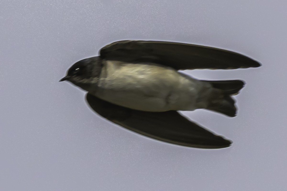 Andean Swallow - ML644089864