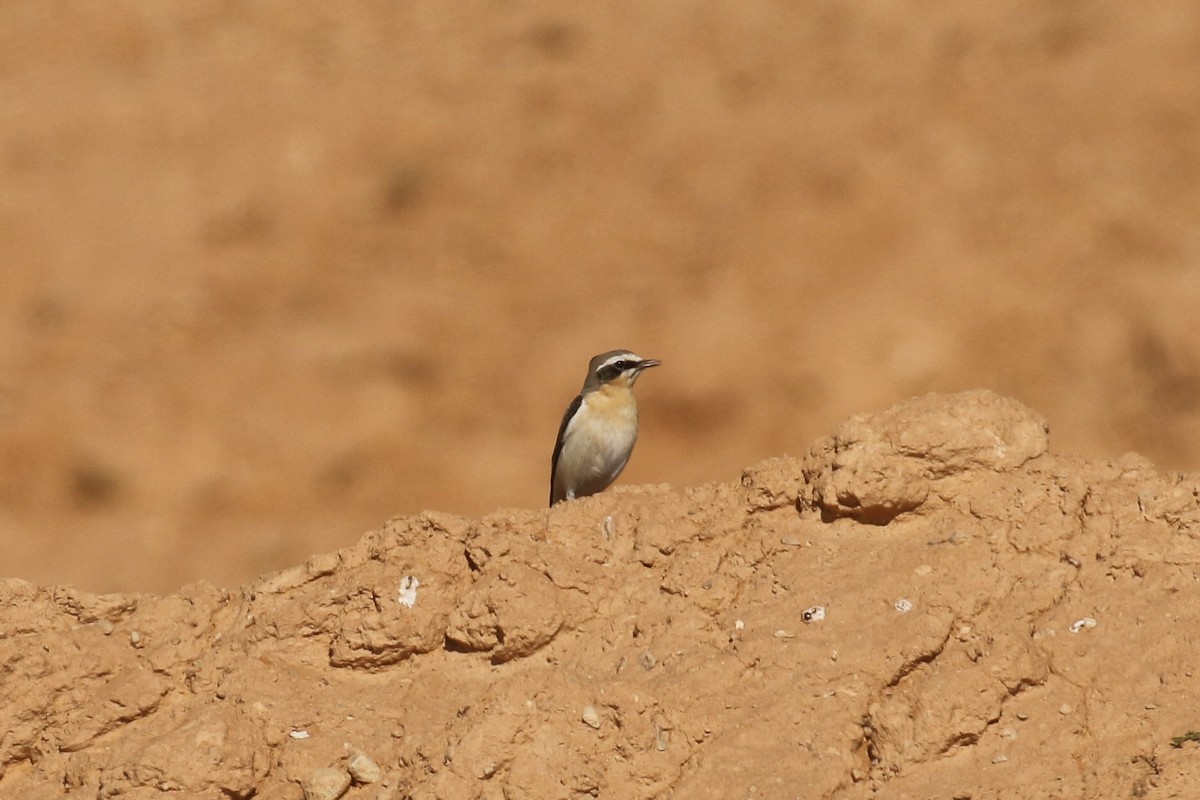 steinskvett - ML644089887