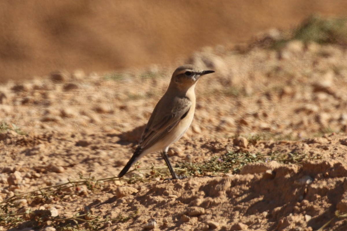 isabellasteinskvett - ML644089903