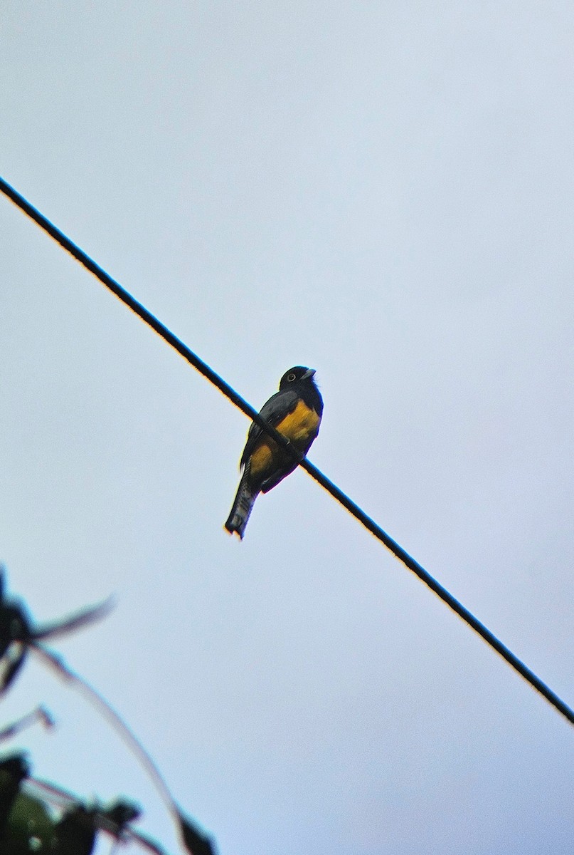 Mor Trogon - ML644089904