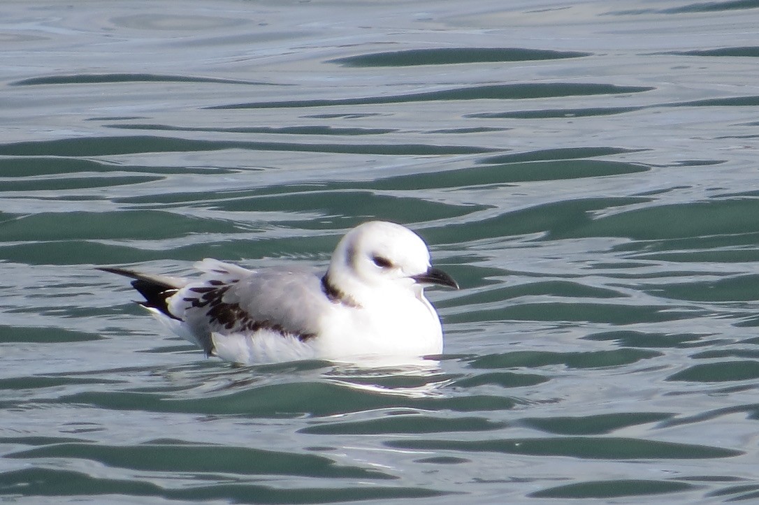 Black-legged Kittiwake - ML644089915