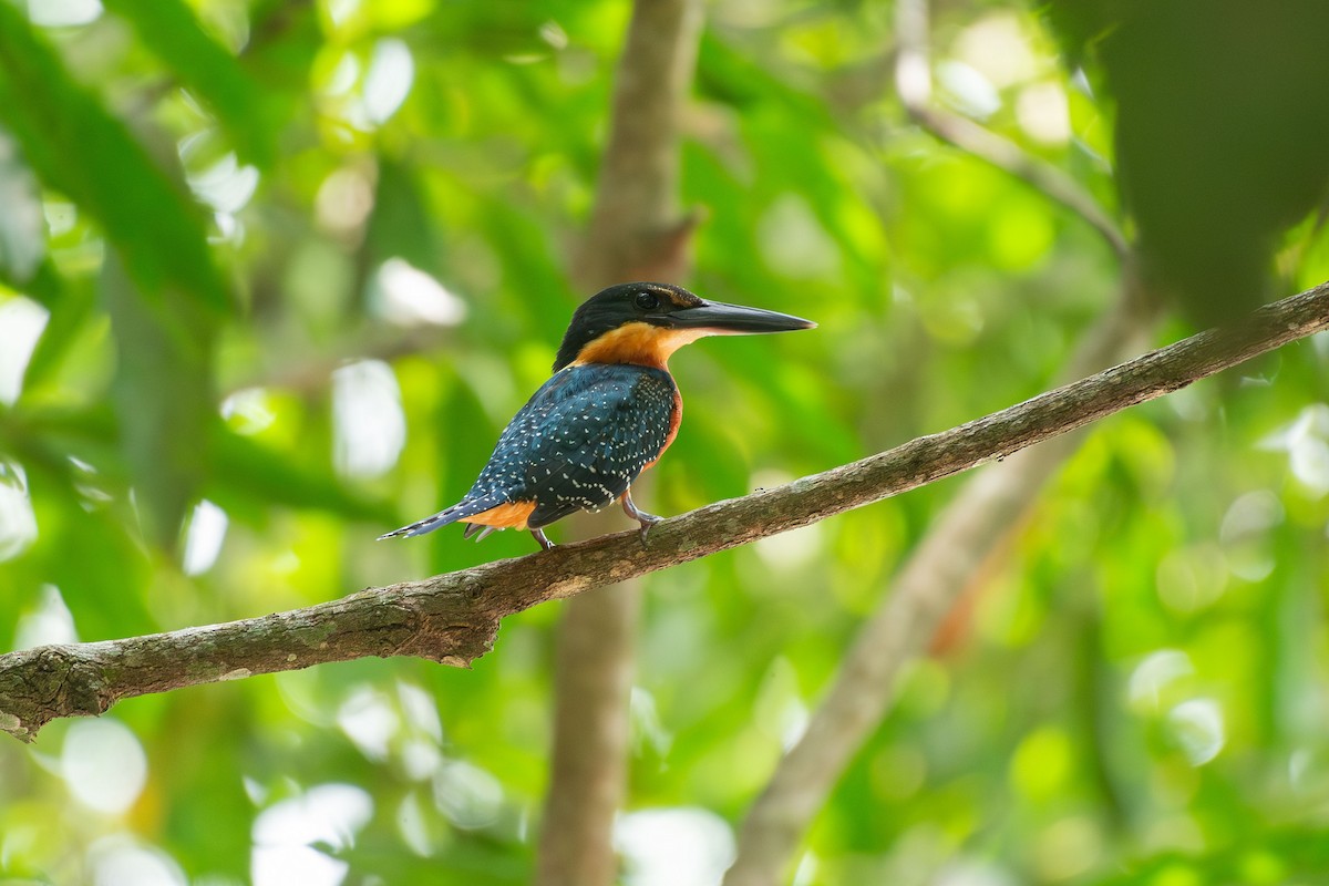 Green-and-rufous Kingfisher - ML644089916