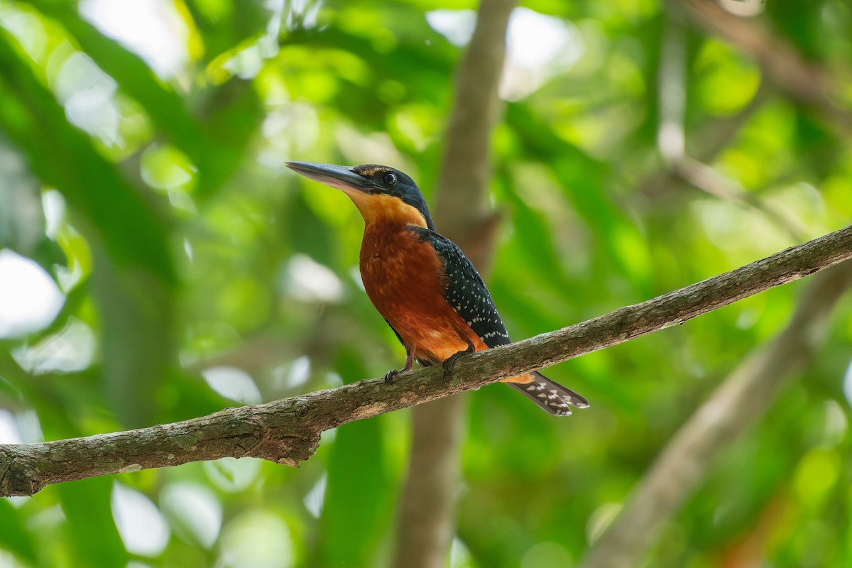 Green-and-rufous Kingfisher - ML644089917
