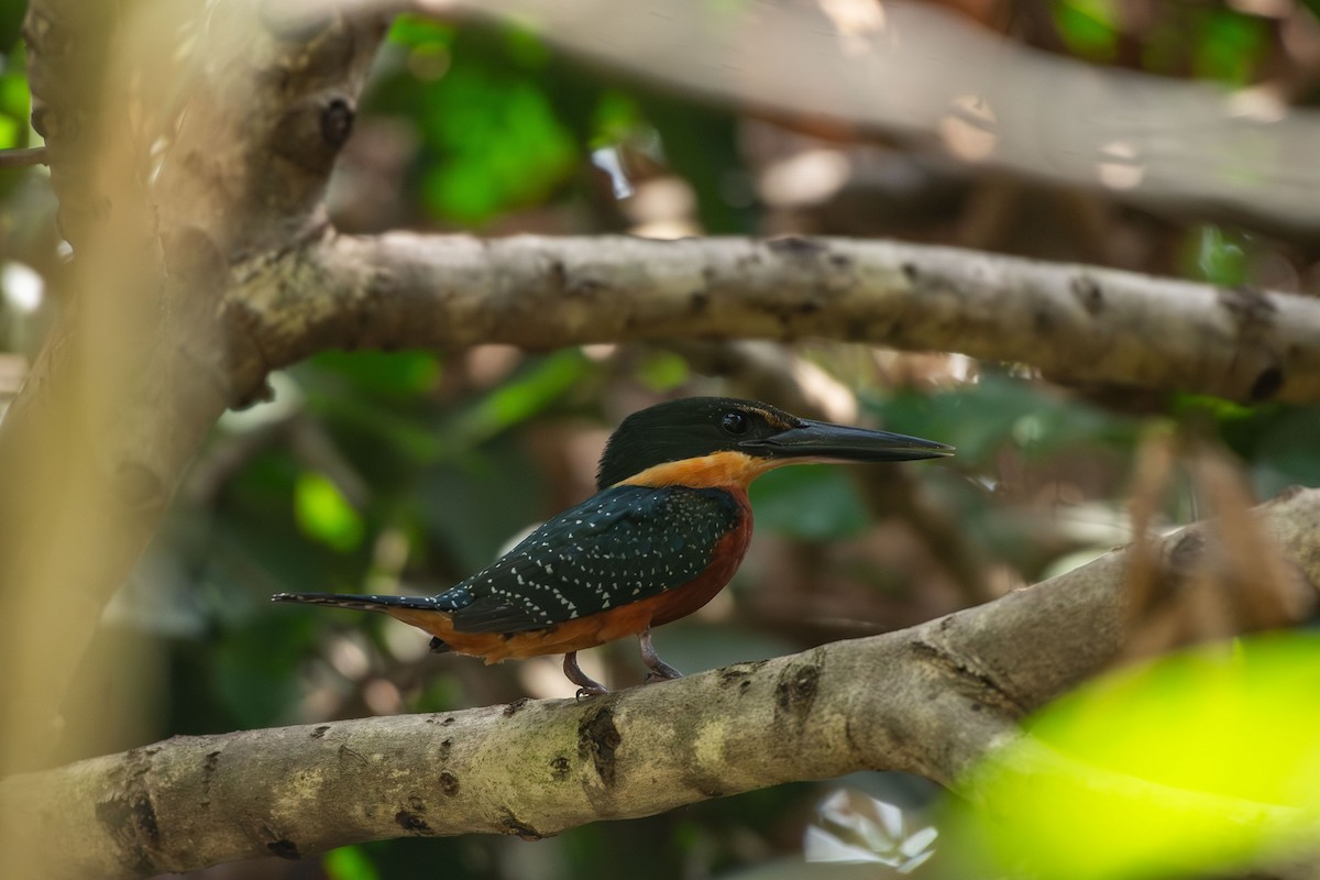 Green-and-rufous Kingfisher - ML644089918