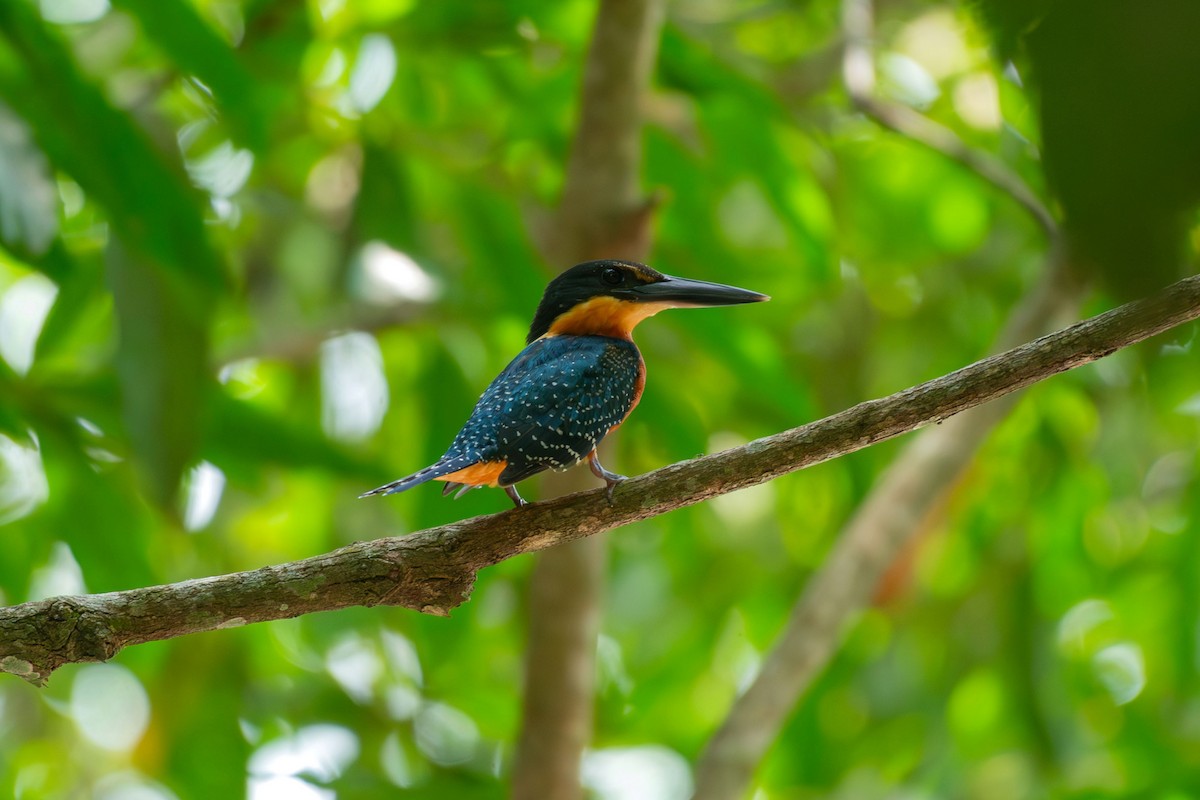 Green-and-rufous Kingfisher - ML644089919
