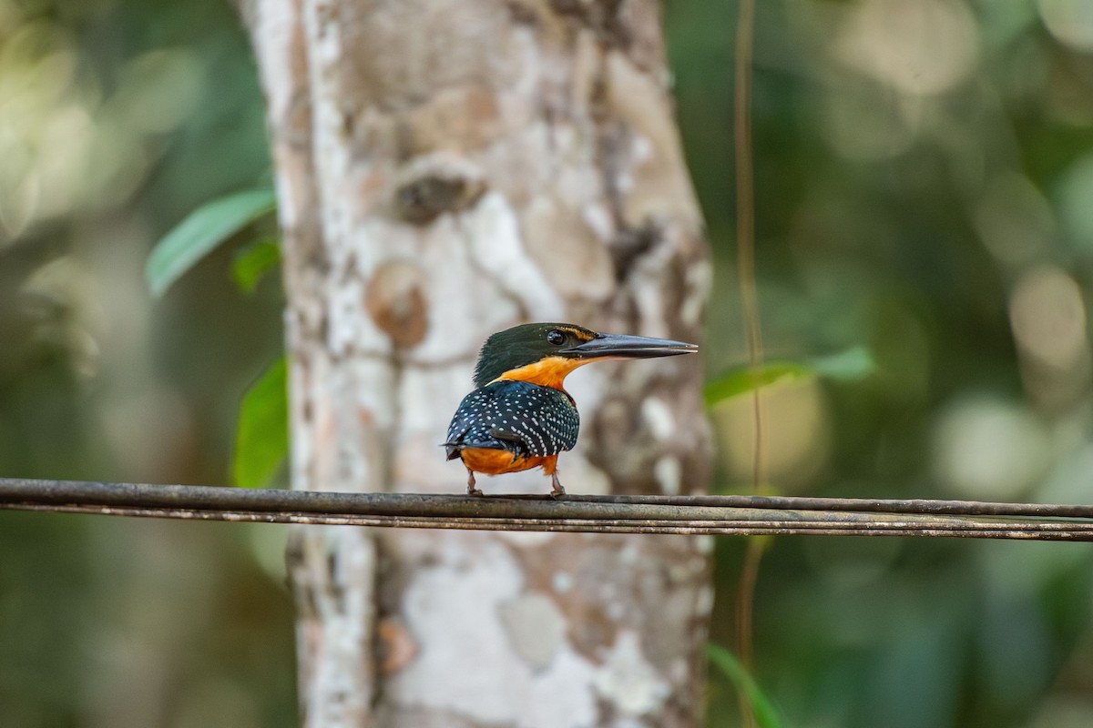 Green-and-rufous Kingfisher - ML644089920