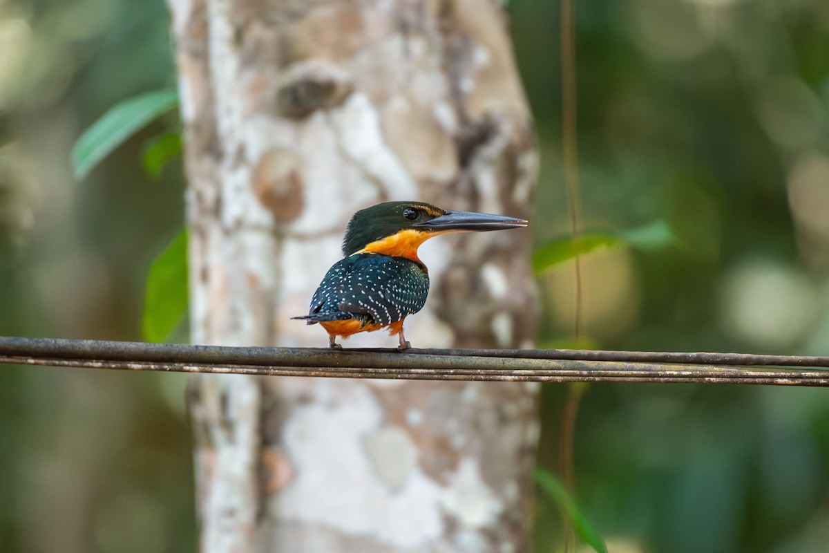 Green-and-rufous Kingfisher - ML644089921