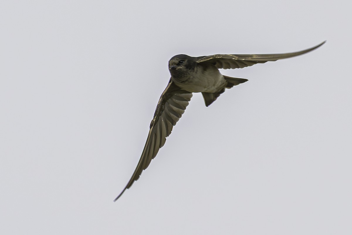 Andean Swallow - ML644089923