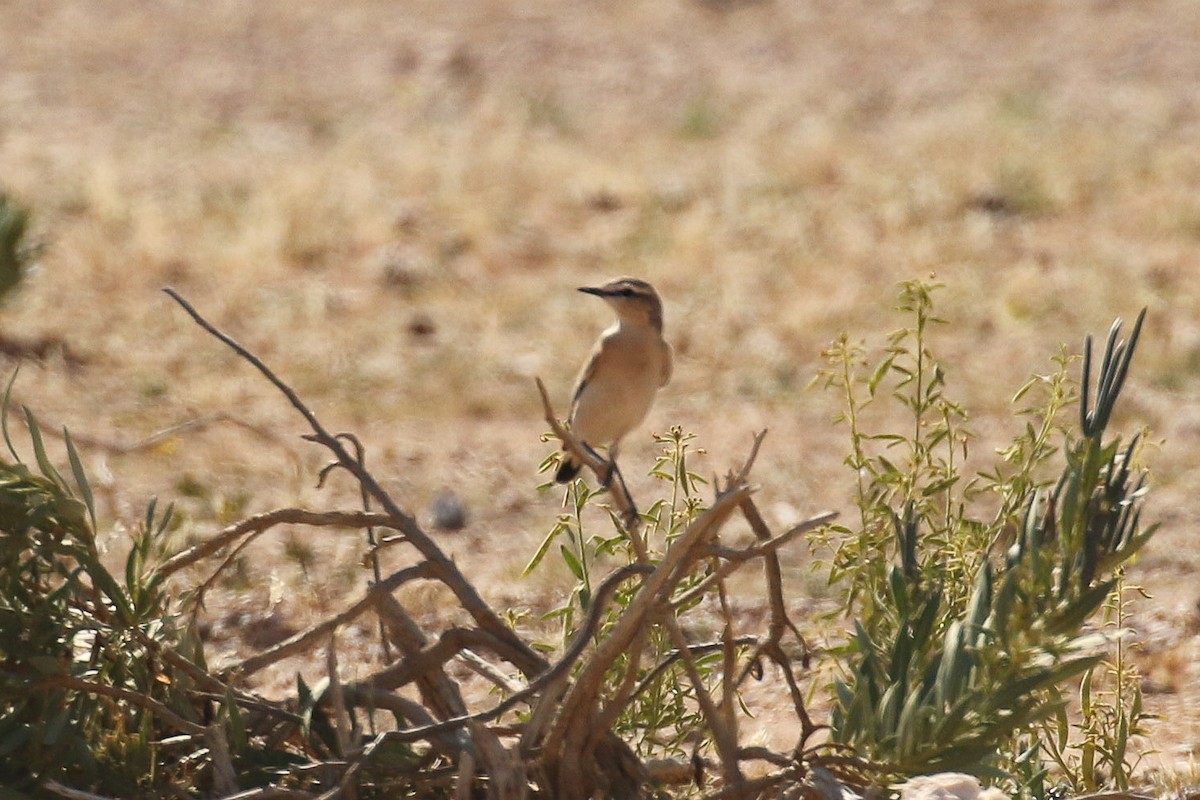 isabellasteinskvett - ML644089945