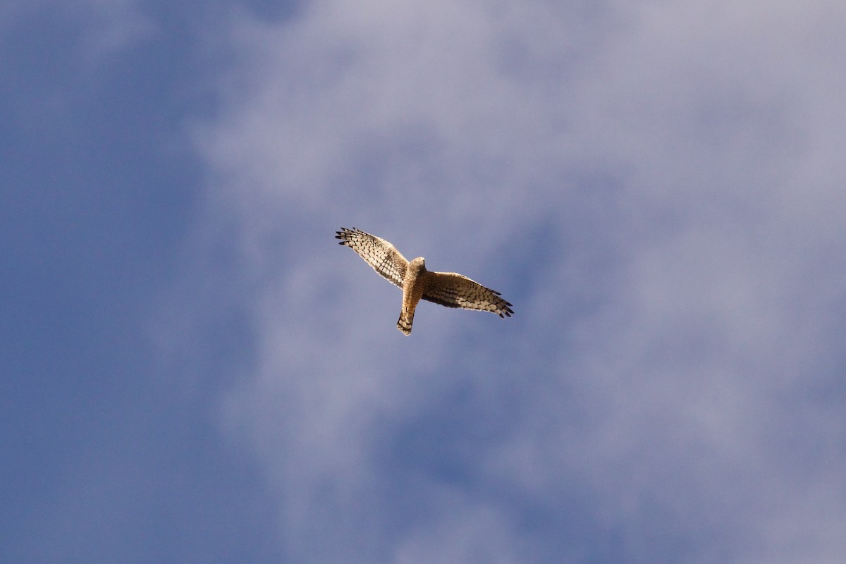 Cinereous Harrier - ML644089946