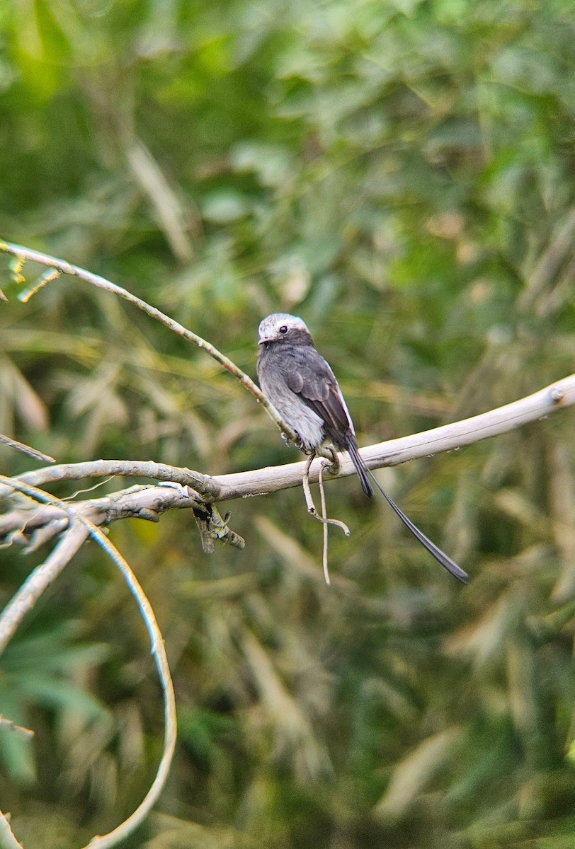 Moucherolle à longs brins - ML644089951