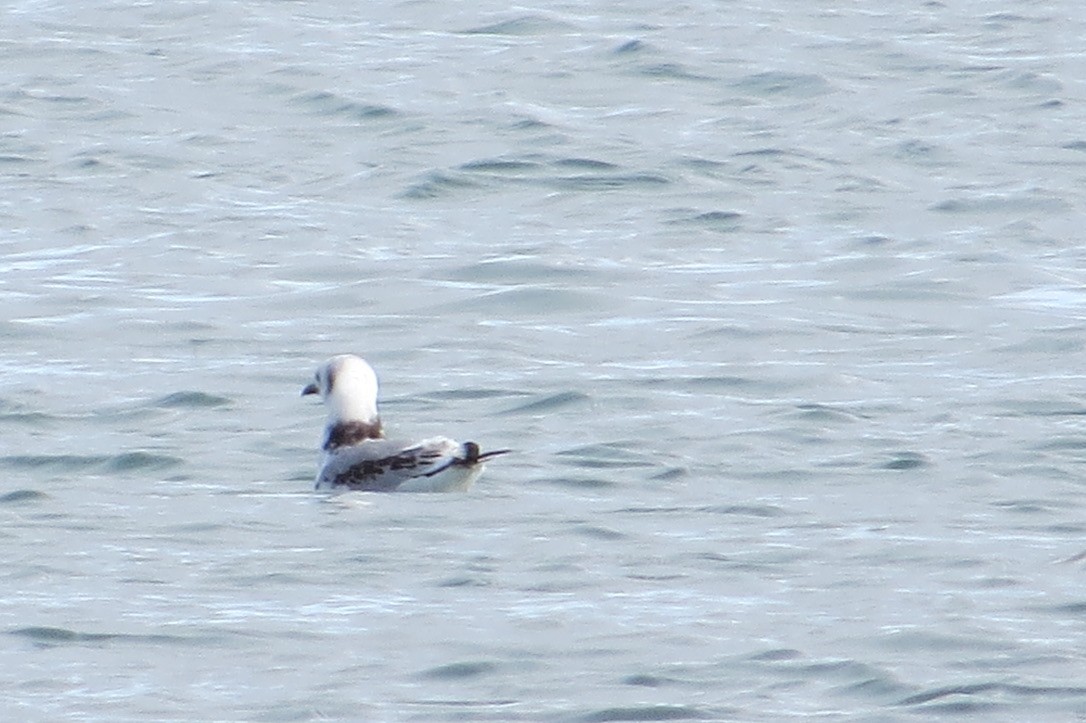 Black-legged Kittiwake - ML644089990