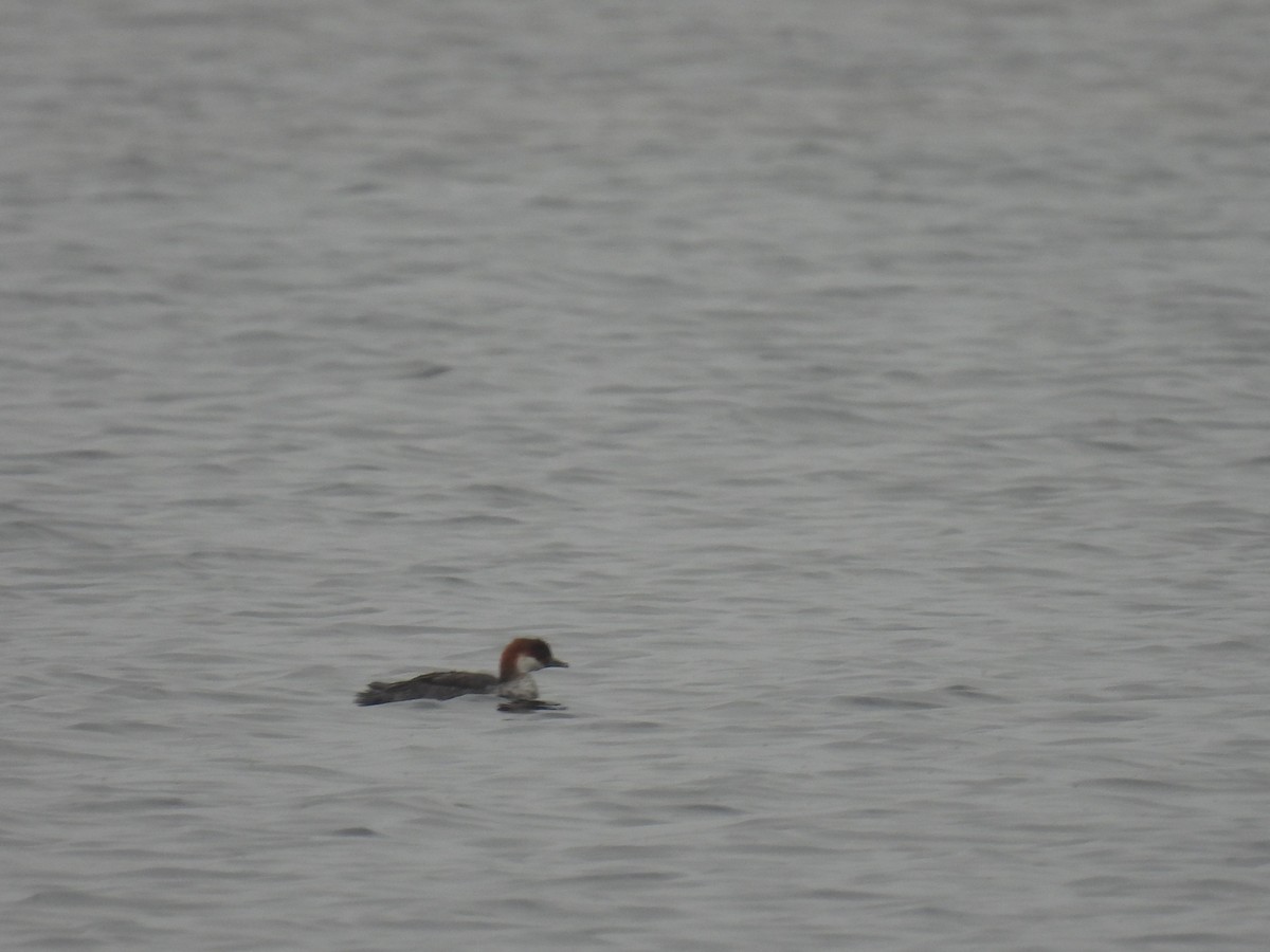 Цахиур бохио - ML644089993