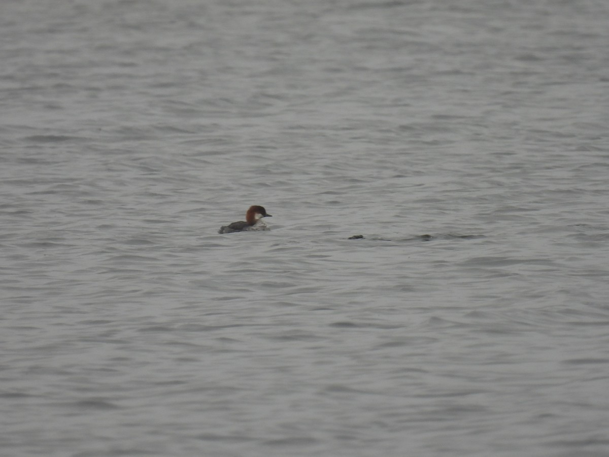 Цахиур бохио - ML644089994