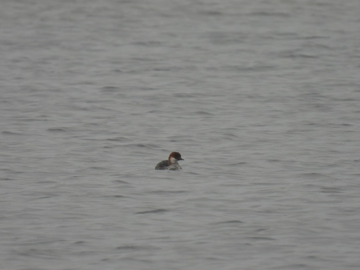 Цахиур бохио - ML644089995