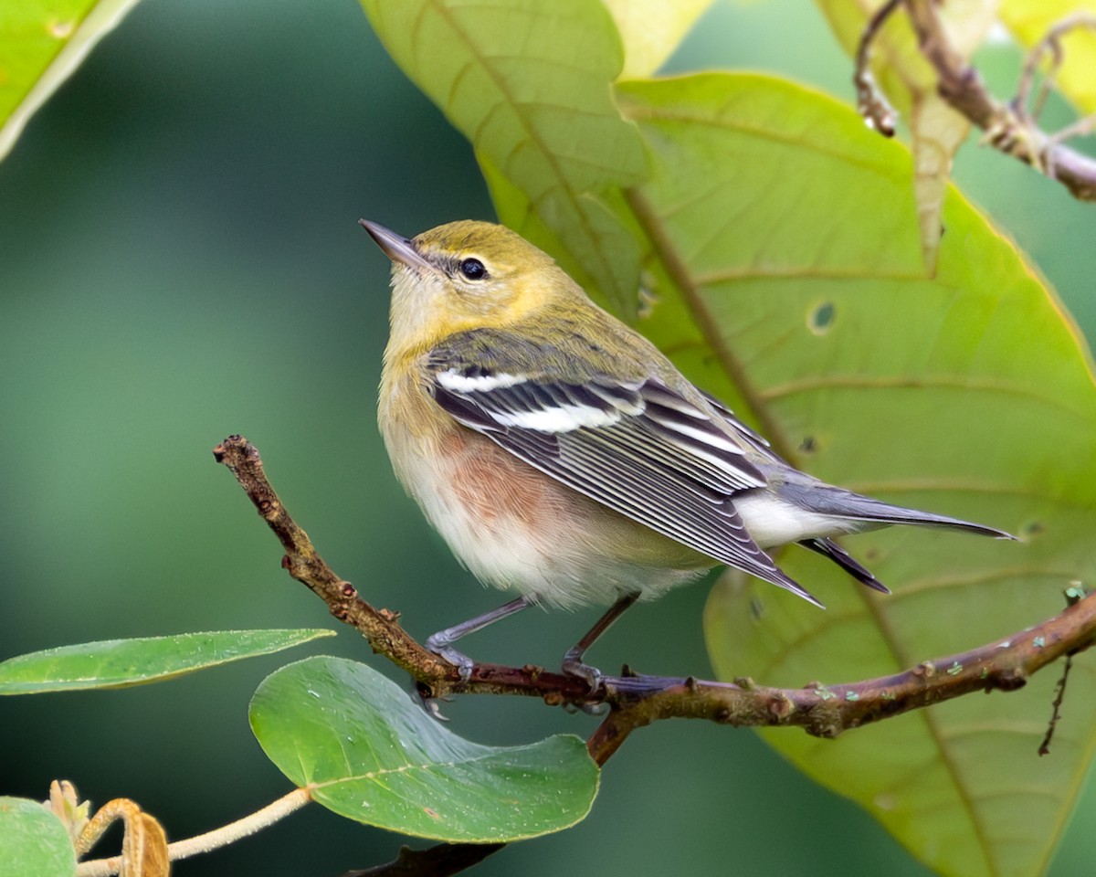 Bay-breasted Warbler - ML644089998