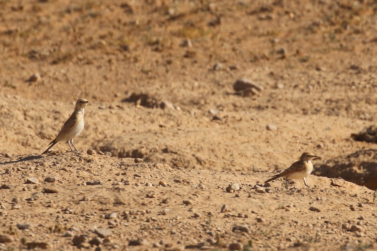 mørkstjertlerke - ML644090008