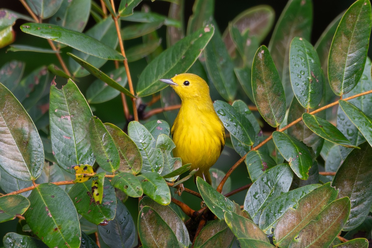 Yellow Warbler - ML644090012
