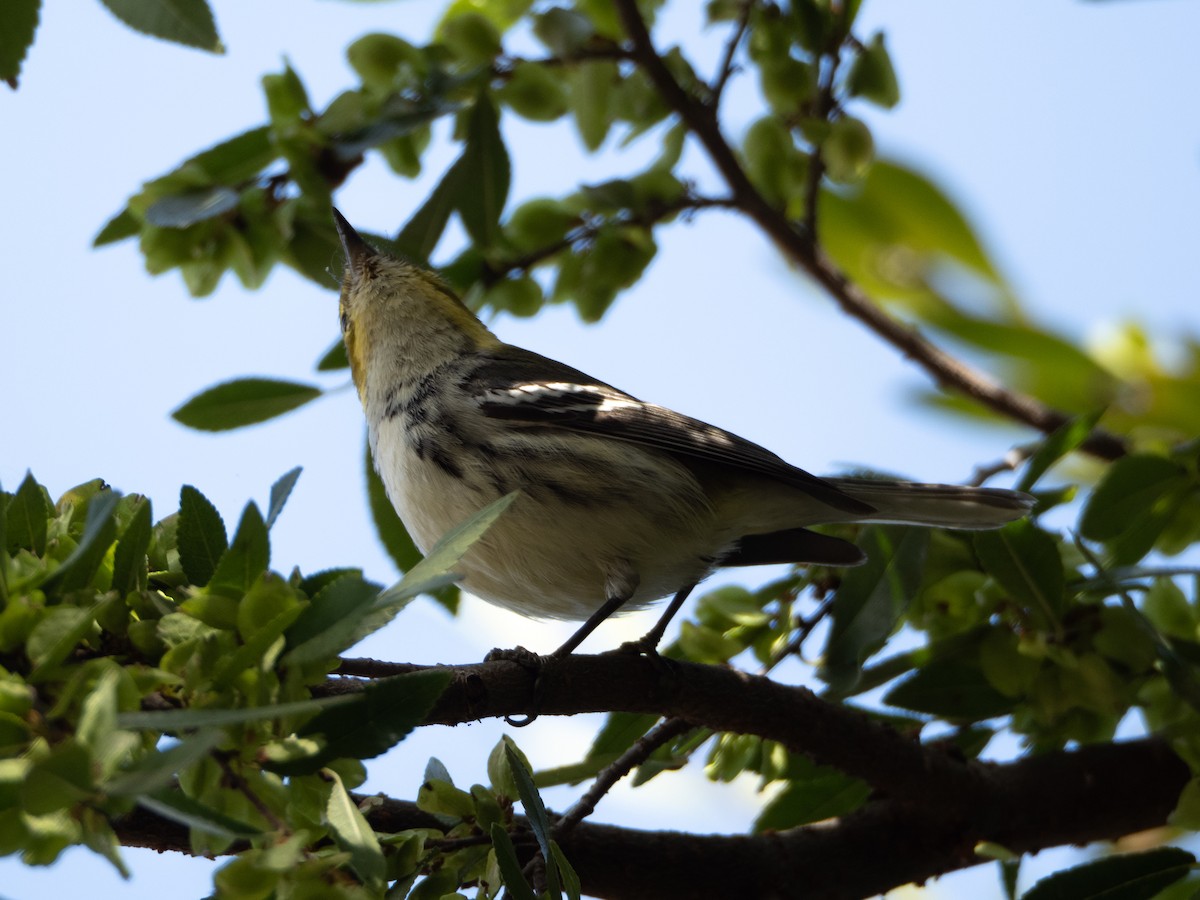 grønnparula - ML644090015