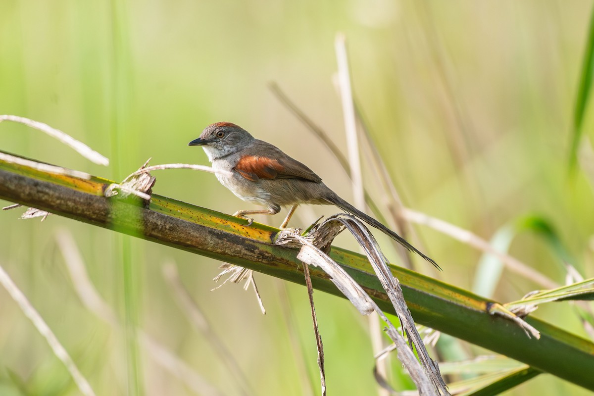 Pale-breasted Spinetail - ML644090017