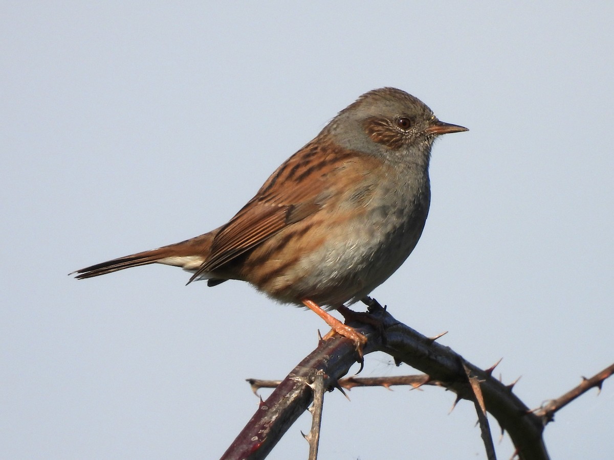 Dunnock - ML644090021