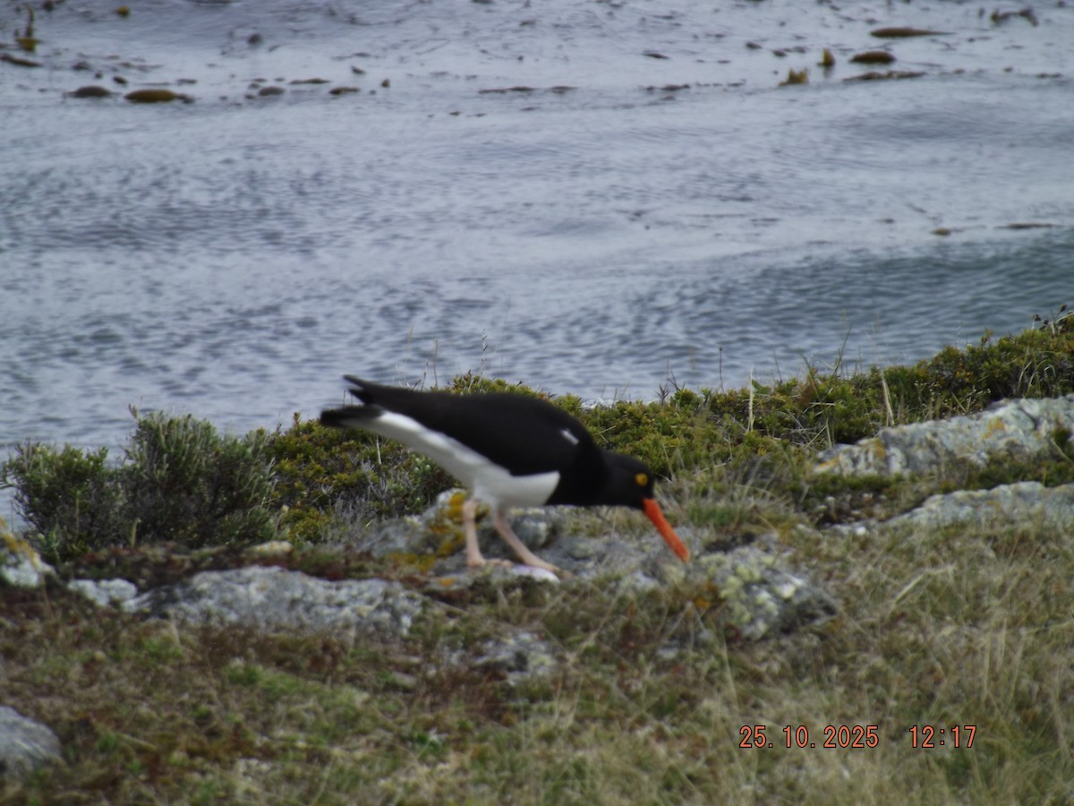 マゼランミヤコドリ - ML644090031