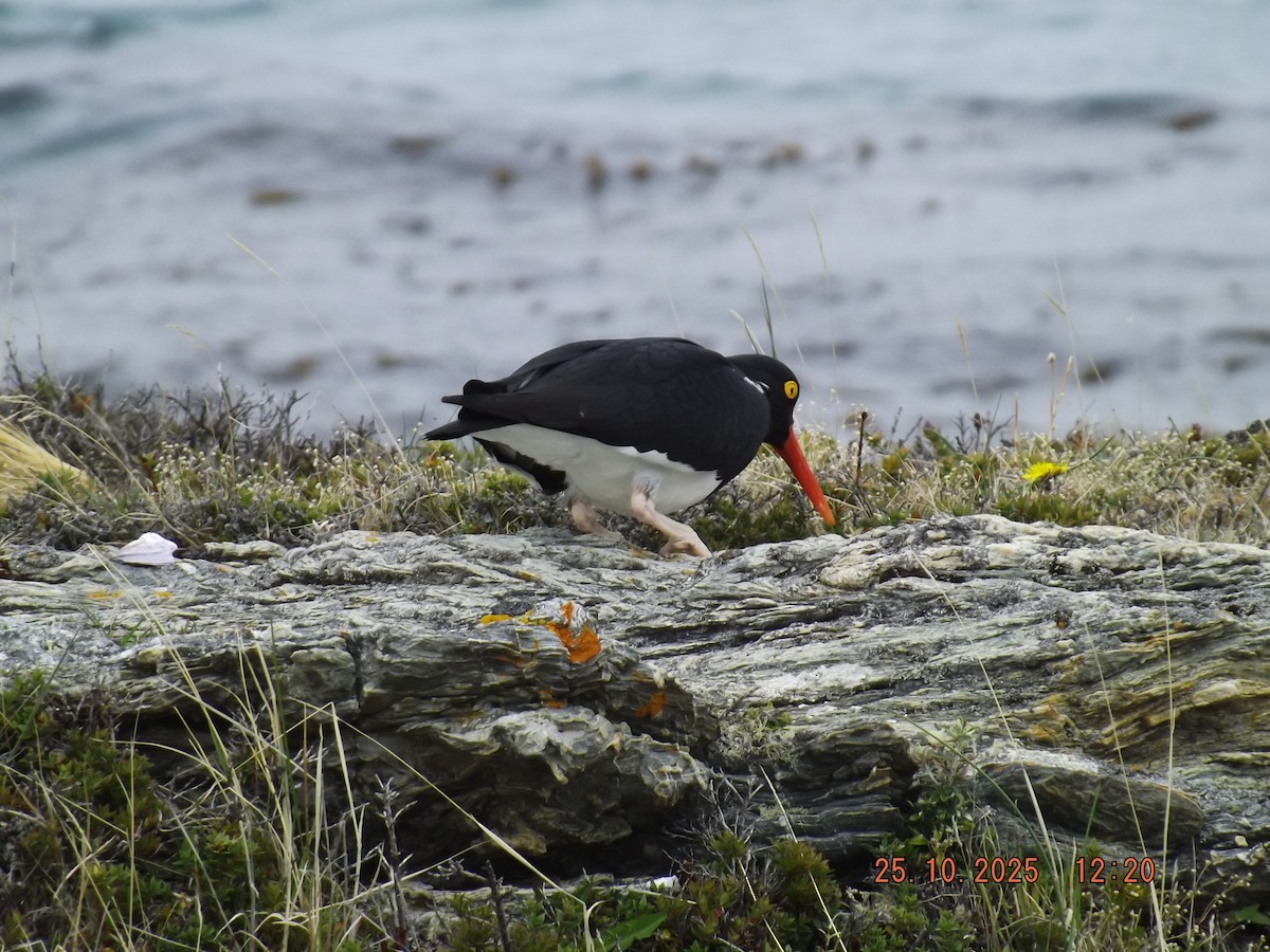 マゼランミヤコドリ - ML644090032