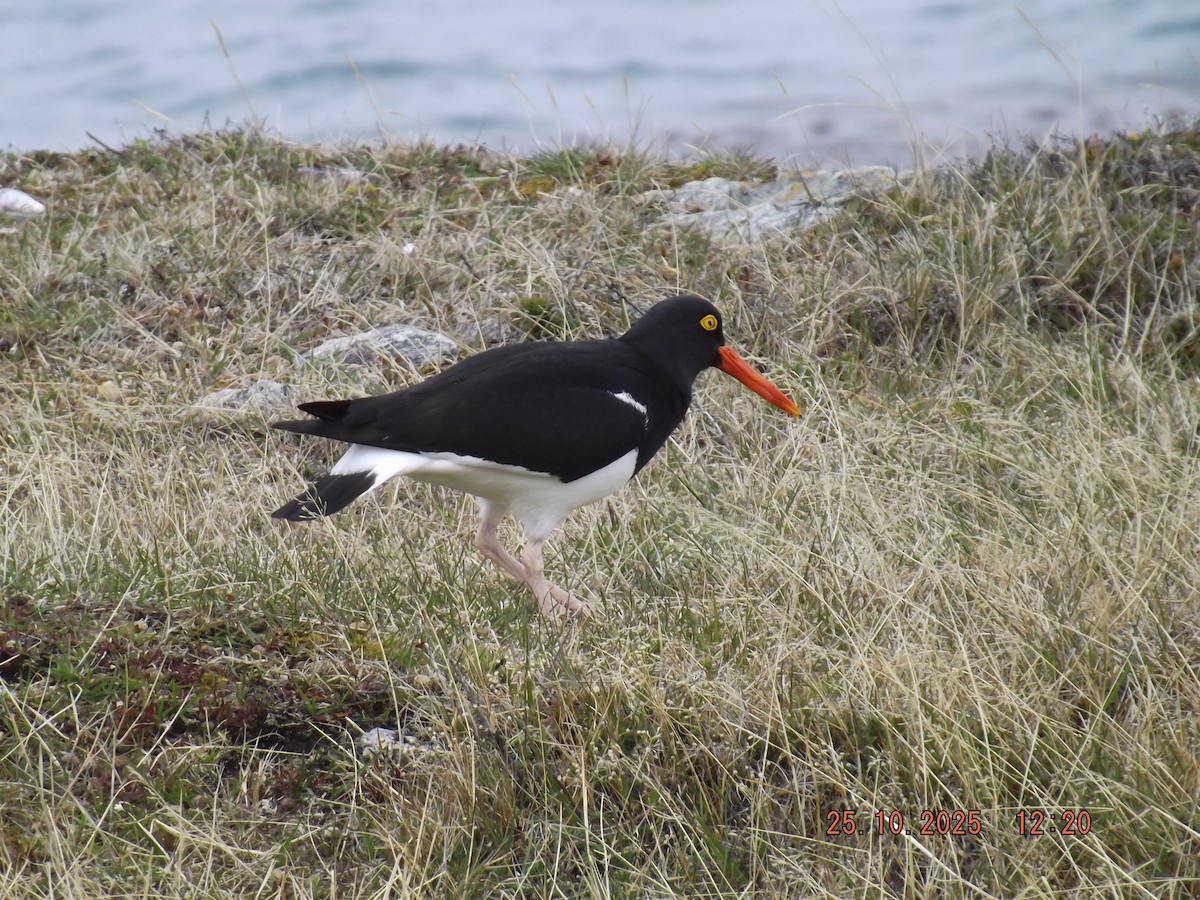 マゼランミヤコドリ - ML644090033
