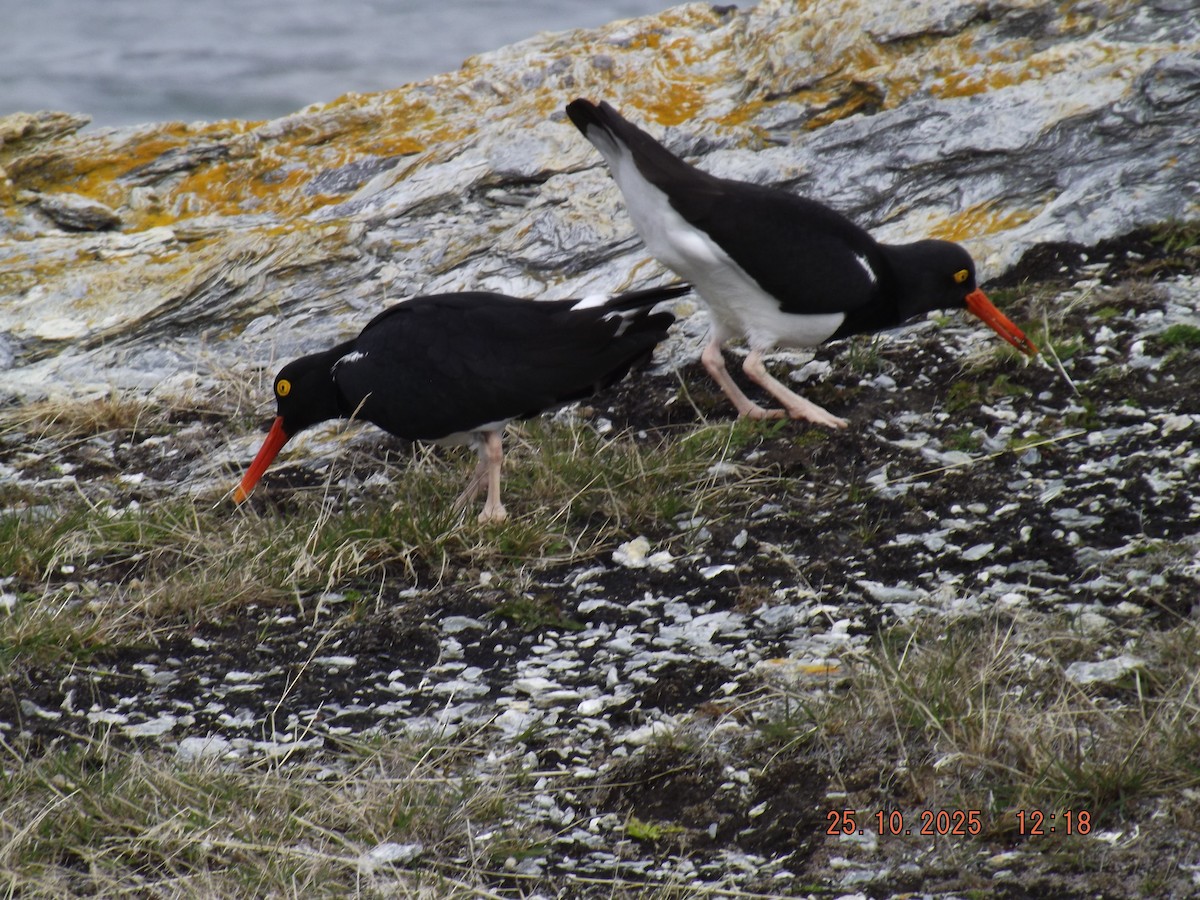 マゼランミヤコドリ - ML644090034