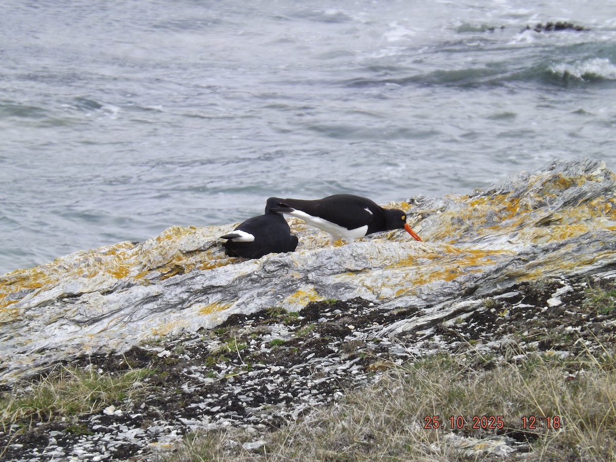 マゼランミヤコドリ - ML644090035