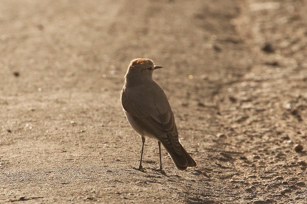 Rufous-naped Ground-Tyrant - ML644090040