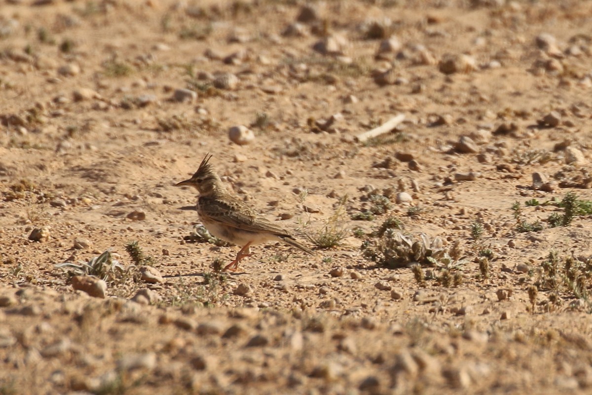 topplerke - ML644090041