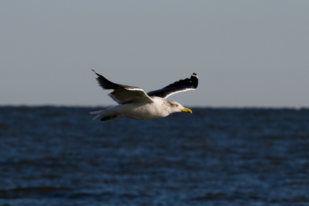 Lesser Black-backed Gull - ML644090048